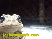 /home//u458753944/public_html/sourcegallery///////////////////////////////////////////Roxborough Toad Detour/2013-2019/2016/2016-03-31/P3310663.JPG